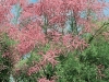 Tamarix Pink Cascade